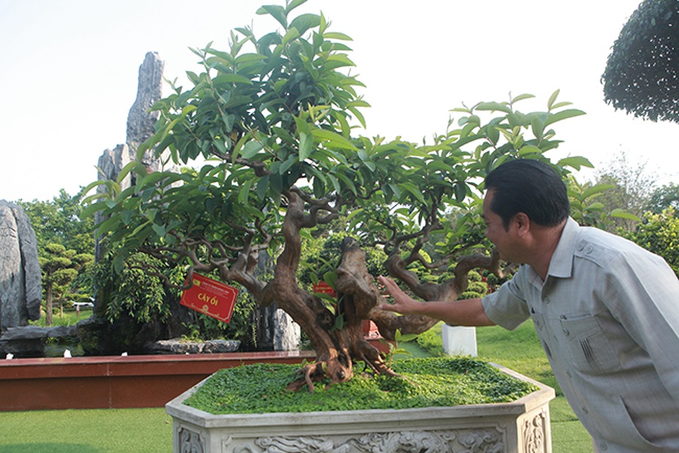 Siêu phẩm ổi có u cục kỳ quái, trả tiền tỷ vẫn không bán - 11 Siêu phẩm ổi có u cục kỳ quái, trả tiền tỷ vẫn không bán - 11
