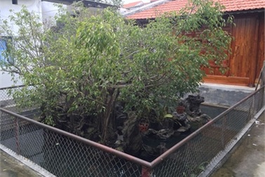 Sự thật kho báu dưới cây sanh cổ 14 tỷ ở Huế