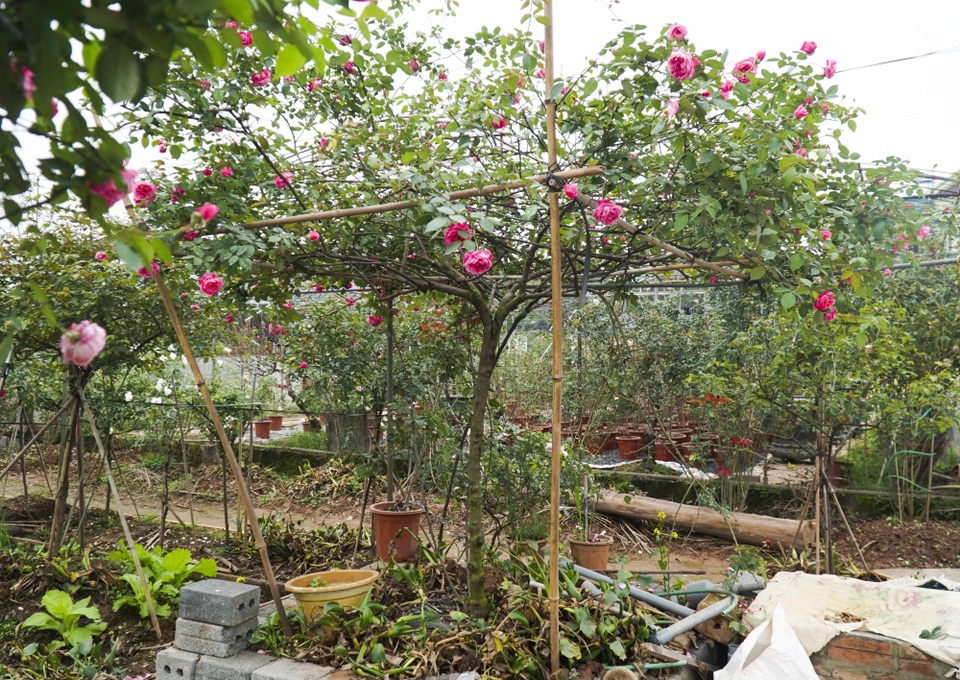 Chiêm ngưỡng gốc hồng cao tuổi giá 70 triệu đồng ở làng hoa Phù Vân - 3 Chiêm ngưỡng gốc hồng cao tuổi giá 70 triệu đồng ở làng hoa Phù Vân - 3