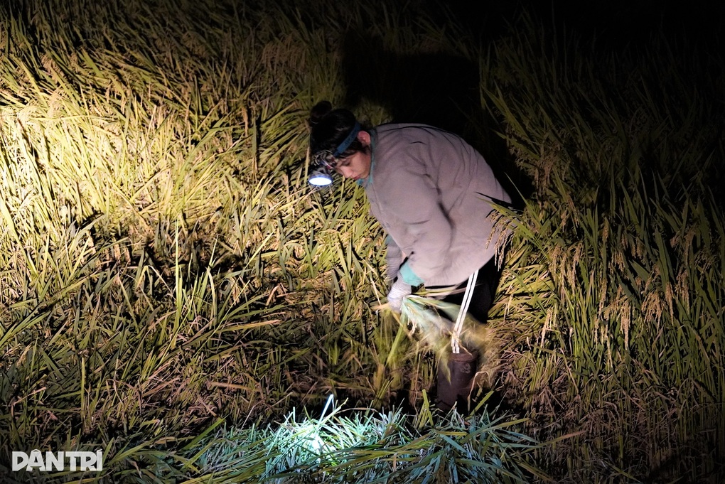 Soi đèn gặt lúa đêm những ngày nắng nóng thiêu đốt - 2 Soi đèn gặt lúa đêm những ngày nắng nóng thiêu đốt - 2