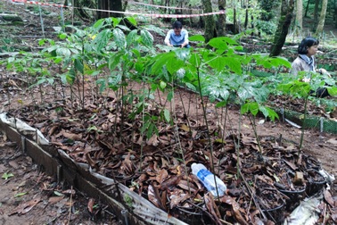 Chiêm ngưỡng "quốc bảo của Việt Nam" trên đỉnh Ngọc Linh
