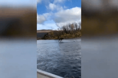 Kỳ diệu khoảnh khắc nai sừng tấm chạy như bay trên mặt nước