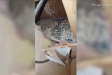 Hoảng hồn trăn làm tổ ngay trong nhà nhiều năm mà không biết