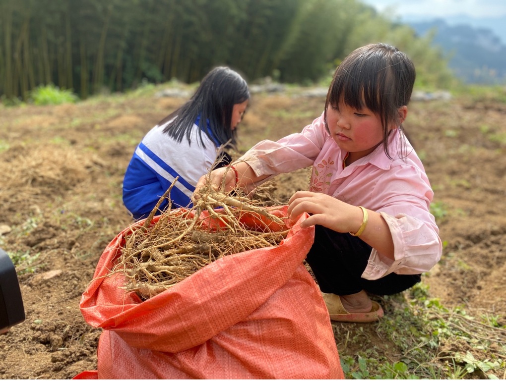 Mô hình trồng dược liệu của bà con dân tộc ở huyện Nguyên Bình, Cao Bằng - 2 Mô hình trồng dược liệu của bà con dân tộc ở huyện Nguyên Bình, Cao Bằng - 2