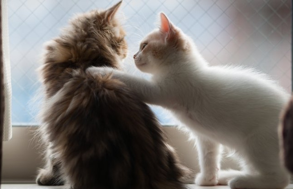 Khám phá mới: Mèo có khả năng nghe lén giống con người - 1 Khám phá mới: Mèo có khả năng nghe lén giống con người - 1