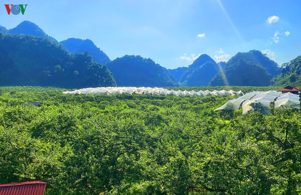 Mận Mộc Châu vào mùa thu hoạch, nông dân kiếm tiền triệu mỗi ngày - 1 Mận Mộc Châu vào mùa thu hoạch, nông dân kiếm tiền triệu mỗi ngày - 1