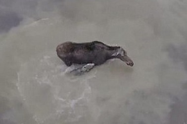 Gay cấn clip trận quyết chiến giữa chó sói và nai sừng tấm