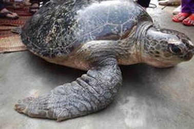 Phát hiện rùa biển 85kg dạt vào đầm phá 
