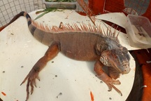 Con vật giống rồng Nam Mỹ hiếm lạ xuất hiện ở Bạc Liêu