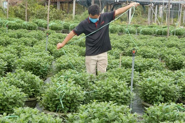 Người trồng hoa Tết âu lo