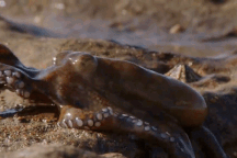 Xem bạch tuộc "đi bộ" trên cạn để săn cua