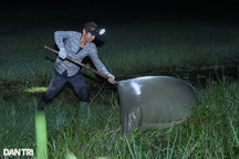 Kiếm tiền triệu mỗi đêm nhờ vợt cào cào trên đồng cỏ TPHCM