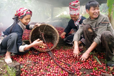 Mùa thảo quả chín rực ở Lào Cai