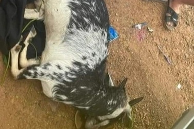 Đình chỉ sinh hoạt Đảng 3 cựu cán bộ "bắn nhầm" dê của dân