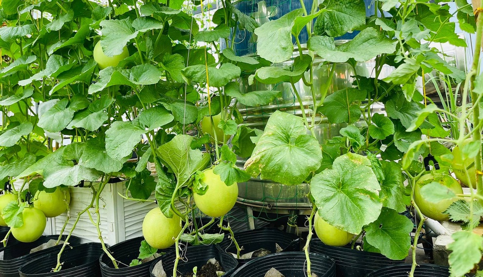 Ngắm vườn như rừng bách thảo trên sân thượng của nữ gia chủ ở Sài Gòn - 6