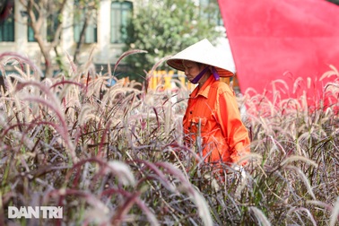 Bức xúc du khách giẫm nát vườn lau tím ở ven hồ Gươm để chụp ảnh "sống ảo"