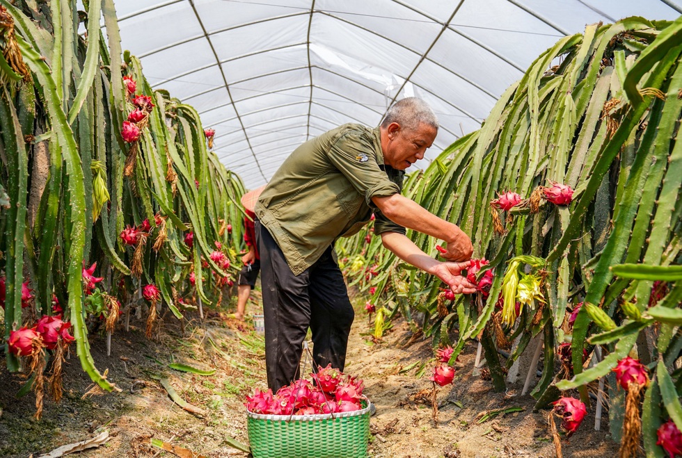 Tự trồng thanh long đến sầu riêng: Tham vọng tự chủ trái cây của Trung Quốc - 1 Tự trồng thanh long đến sầu riêng: Tham vọng tự chủ trái cây của Trung Quốc - 1