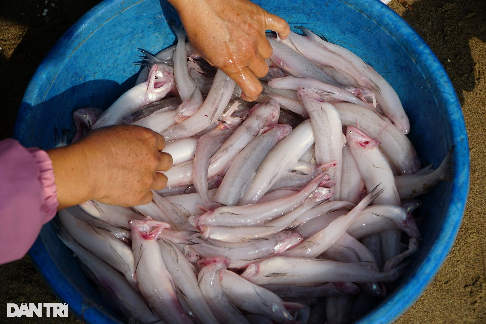 Đầu năm, cá khoai gần 1 triệu đồng một kg, người dân tranh nhau mua - 4