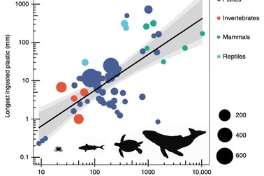 Lần đầu dự đoán động vật có khả năng ăn vào bao nhiêu nhựa