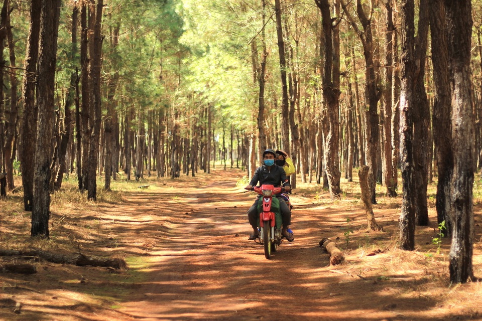 Mê mẩn đồi cỏ hồng độc nhất vô nhị trên cao nguyên Gia Lai - 6 Mê mẩn đồi cỏ hồng độc nhất vô nhị trên cao nguyên Gia Lai - 6