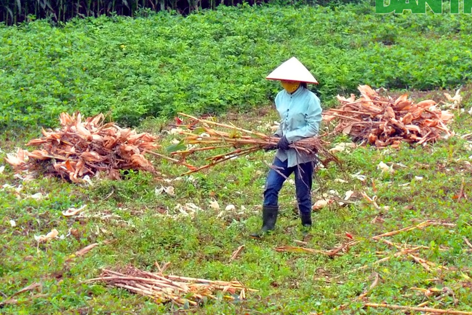 Thắng lợi vụ ngô đông giúp nông dân quên bớt khó khăn của đại dịch Covid-19 - 3 Thắng lợi vụ ngô đông giúp nông dân quên bớt khó khăn của đại dịch Covid-19 - 3