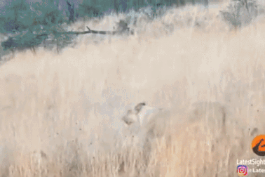 Mải chạy trốn sư tử, trâu rừng chạy mất phương hướng và húc thủng ô tô