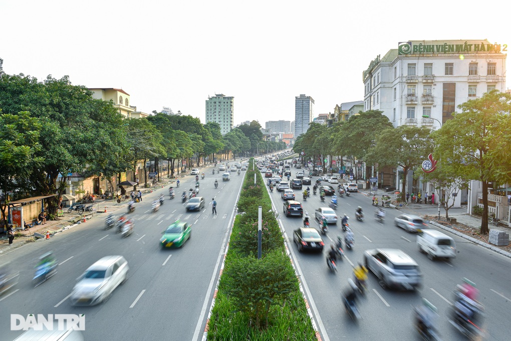 Sống cạnh hàng hoa sữa sắp di dời: Người tiếc nuối, người nói như tra tấn - 1 Sống cạnh hàng hoa sữa sắp di dời: Người tiếc nuối, người nói như tra tấn - 1