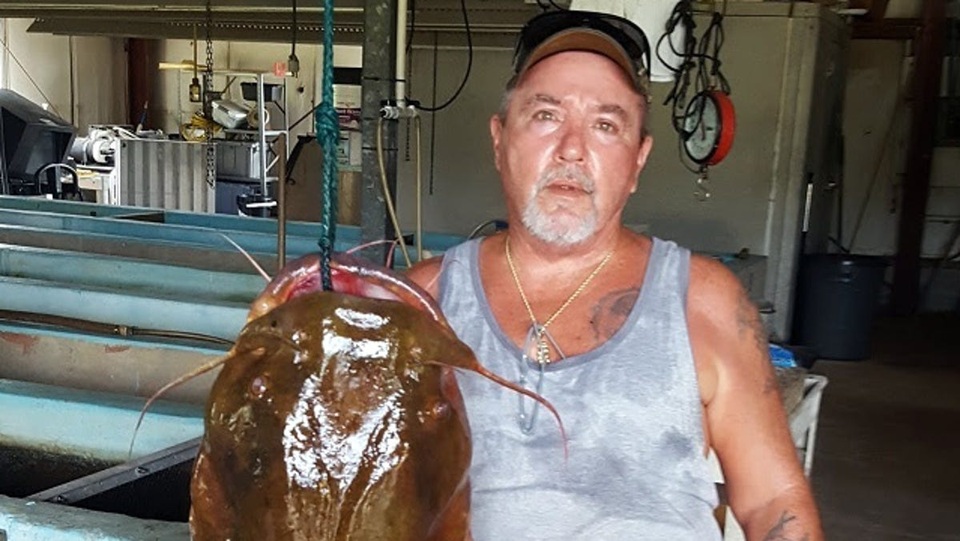 Cá trê dài 1,2m nặng 31,7 kg cắn câu - 2 Cá trê dài 1,2m nặng 31,7 kg cắn câu - 2