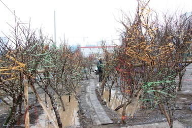 Lạc vào “vườn đào rừng” giữa Hà Nội