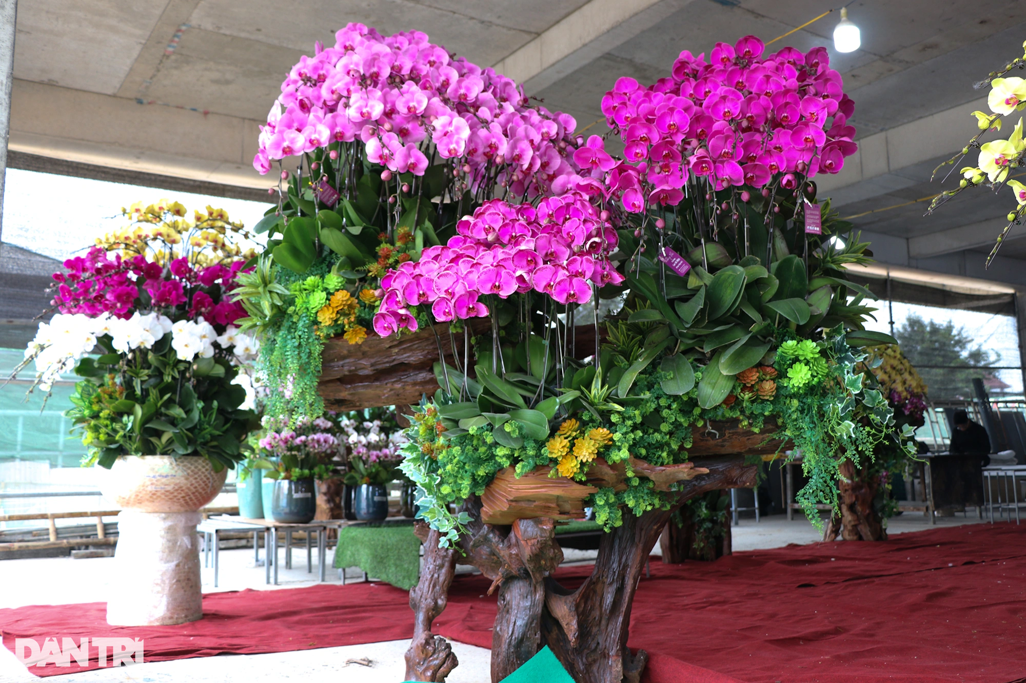 Đếm cành thu tiền, thợ cắm hoa lan kiếm 5-7 triệu đồng mỗi ngày - 8