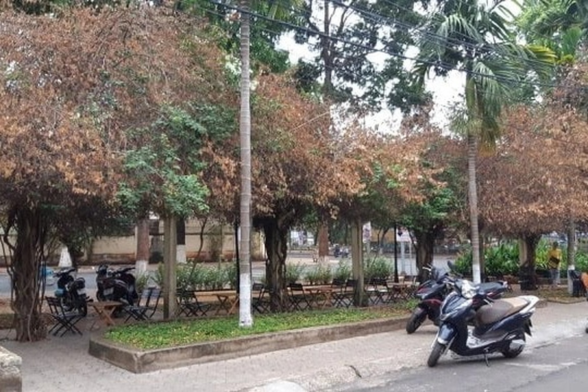 Lộ diện thủ phạm triệt hạ 7 giàn hoa giấy cổ thụ ở TP Buôn Ma Thuột - 2 Lộ diện thủ phạm triệt hạ 7 giàn hoa giấy cổ thụ ở TP Buôn Ma Thuột - 2