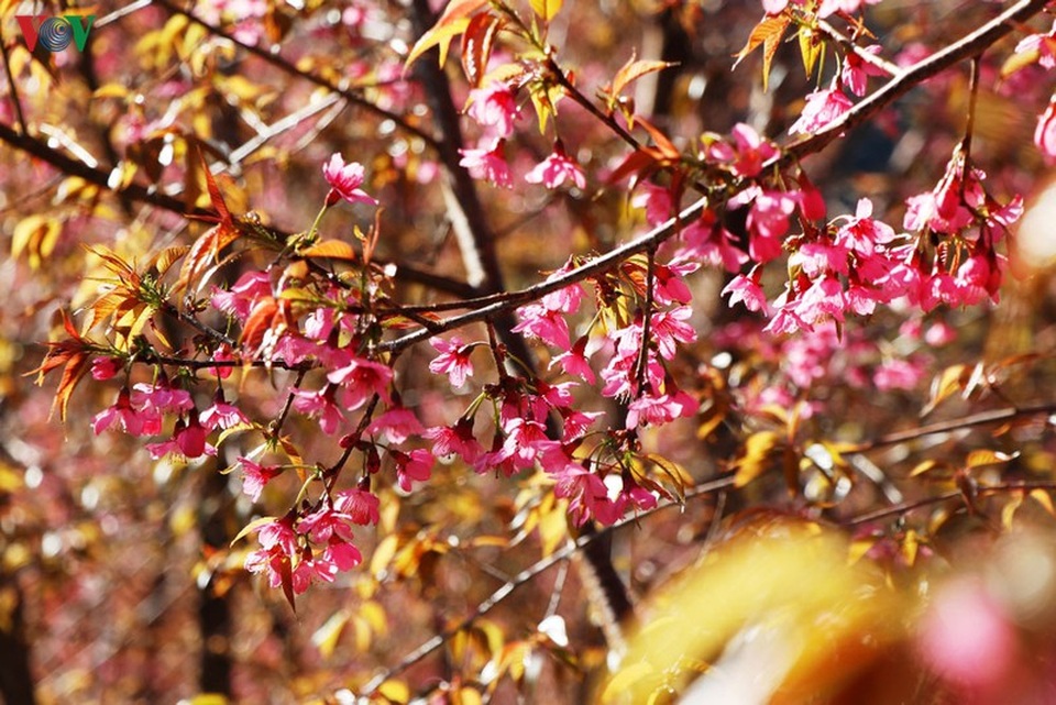 Hoa đào bừng sáng trời đông Mù Cang Chải - 3