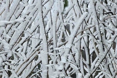 Băng giá phủ kín cành cây, ngọn cỏ ở núi rừng Lào Cai