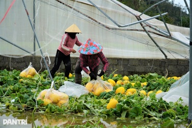 Nhà màng tiền tỷ bị bão Kajiki quật đổ, dân làng lội nước giúp chủ vớt dưa