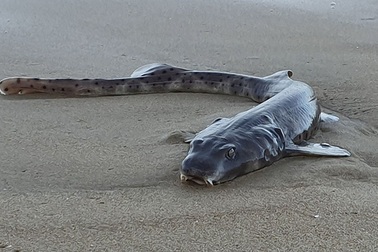 Sinh vật kỳ quái dạt vào bãi biển Úc