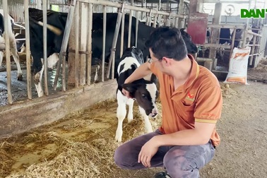 Bác sĩ thú y nuôi bò, mỗi ngày thu về 15 triệu đồng