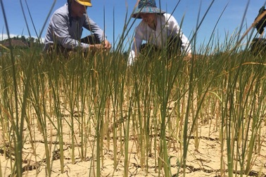 Hạn hán kéo dài, ngành nông nghiệp “nín thở” chờ mưa xuống