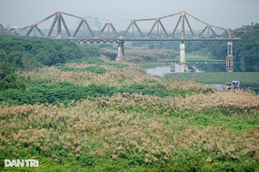 Ngất ngây cánh đồng cỏ lau bên cây cầu trăm tuổi Long Biên