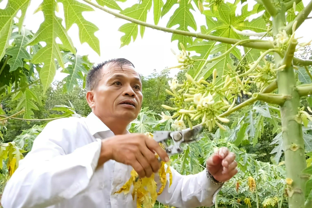 Nông dân đút túi cả triệu đồng mỗi ngày nhờ loại hoa thần dược - 1 Nông dân đút túi cả triệu đồng mỗi ngày nhờ loại hoa thần dược - 1