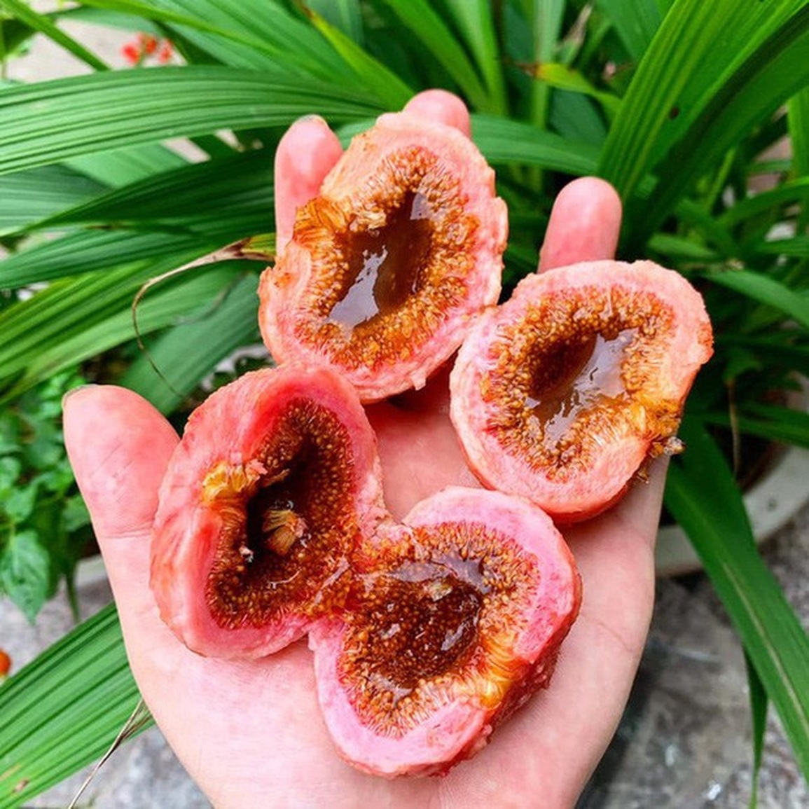 Cây thần cả xóm ăn không hết, nhưng ai cũng ngã ngửa khi biết sự thật - 3 Cây thần cả xóm ăn không hết, nhưng ai cũng ngã ngửa khi biết sự thật - 3