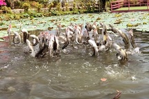 Tròn mắt với độc chiêu luyện cá lóc bay giữa hồ sen như diễn xiếc