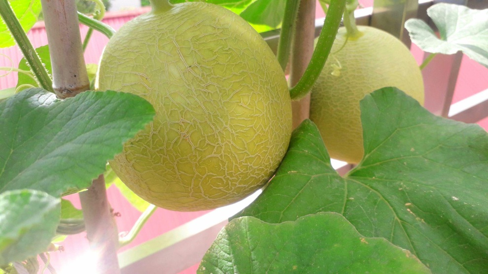 Vườn rau trái sai trĩu quả như siêu thị nông sản của mẹ đảm Hà thành - 10