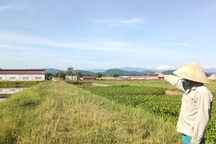 Chủ dự án chăn nuôi bò sữa bị phạt hơn 1,2 tỷ đồng vì vi phạm môi trường