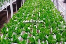 Sắp xuất hiện một mô hình mới cung cấp rau sạch với nguồn gốc đáng tin cậy