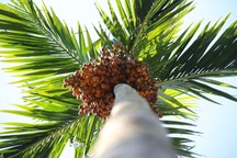 Thị trường Trung Quốc ngừng thu mua, cau chín rụng đầy gốc