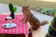 Quán cà phê mini "siêu xinh", mở ra chỉ để đón... một vị khách