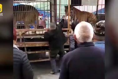 Kinh hoàng khoảnh khắc hổ trong gánh xiếc tấn công người cho ăn