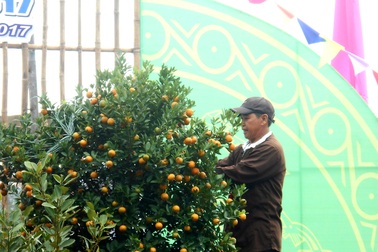 Hội An tưng bừng lễ hội cây quật cảnh