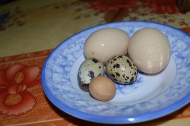 Gà ta đẻ trứng nhỏ hơn cả trứng chim cút