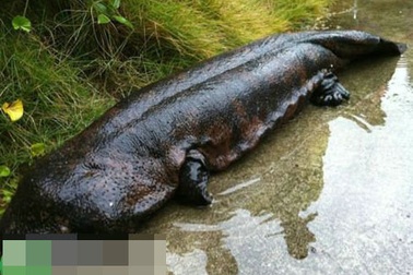 Những món ăn gây nhiều tranh cãi nhất thế giới